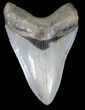 Megalodon Tooth - Collector Quality #37392-1
